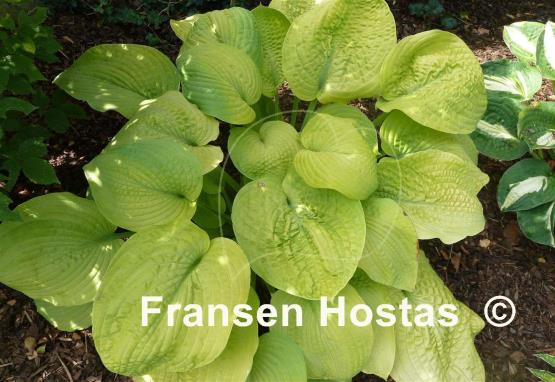 Hosta Zounds