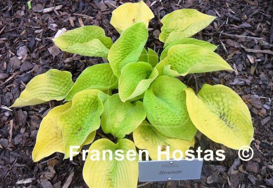 Hosta Zounds