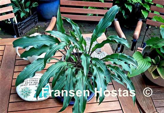 Hosta Zucchini Fries