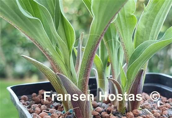 Hosta Zucchini Fries