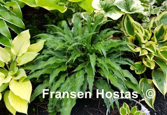 Hosta Zucchini Fries