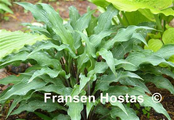 Hosta Zucchini Fries