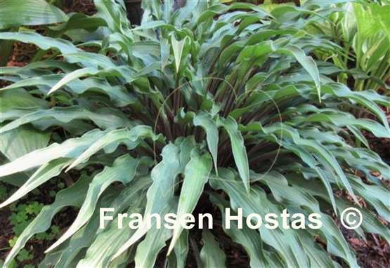 Hosta Zucchini Fries