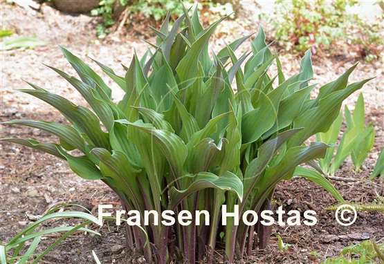 Hosta Zucchini Fries