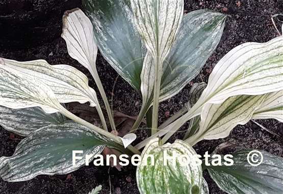 Hosta zebra stripes