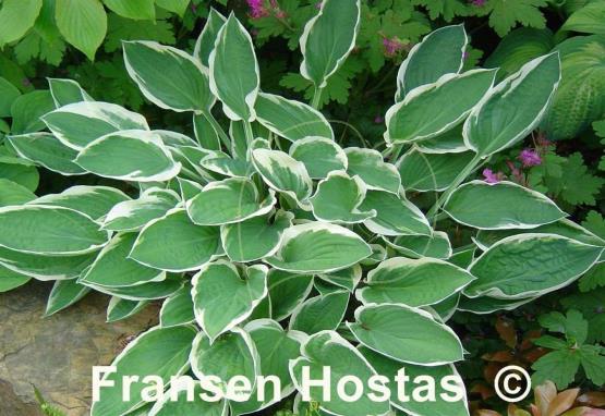 Hosta Zager's White Edge