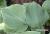 Emerald Emperor