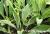 Freising Variegated