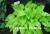 Hadspen Samphire