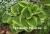 Mint Julep