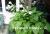 plantaginea